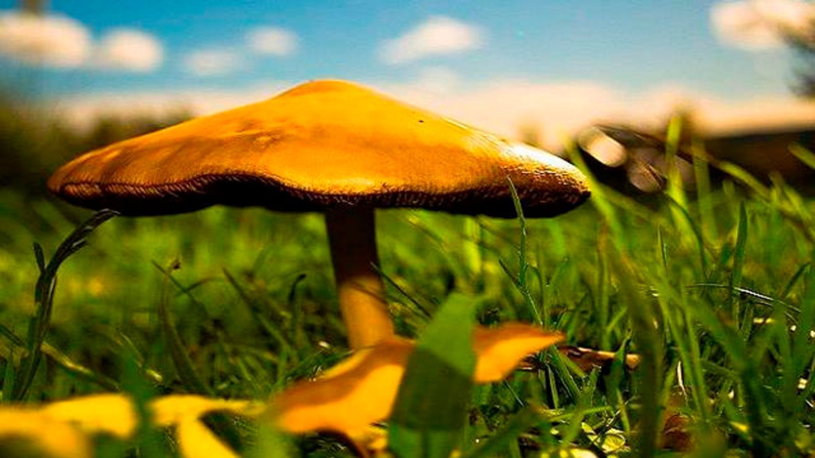 Mushrooms are more closely related to humans than they are to plants.