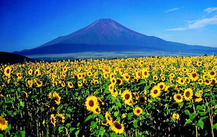 Sunflowers can be used to clean up radioactive waste by pulling radioactive contaminants out of the soil.