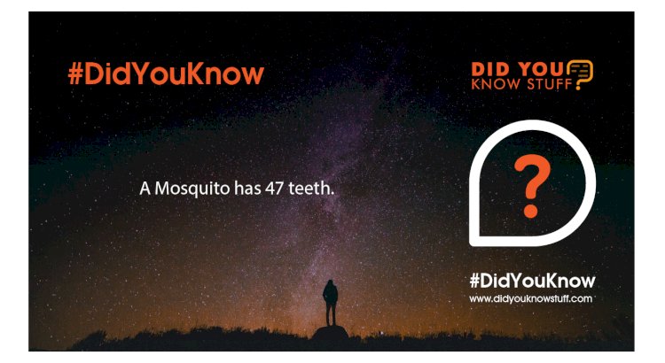 A Mosquito has 47 teeth.
